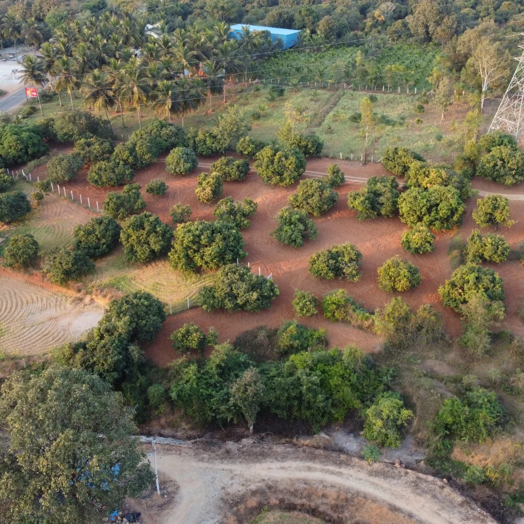 Mango orchard trees across the farmland
