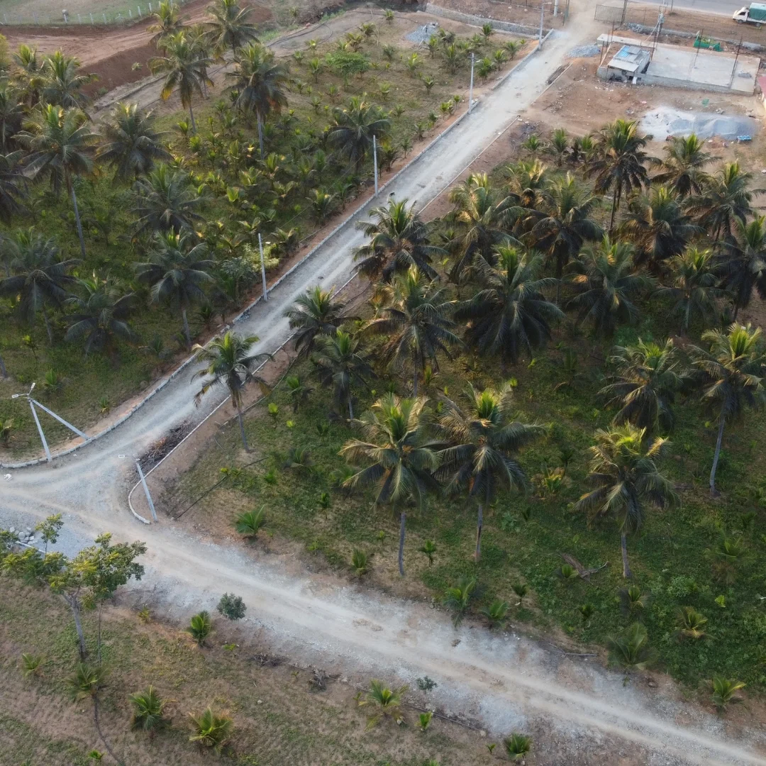 Palm-lined internal access road through the property