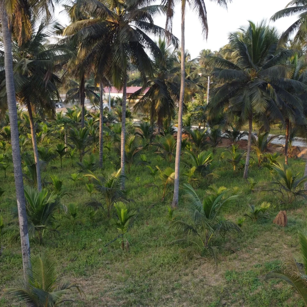 Coconut palms and green farm surroundings
